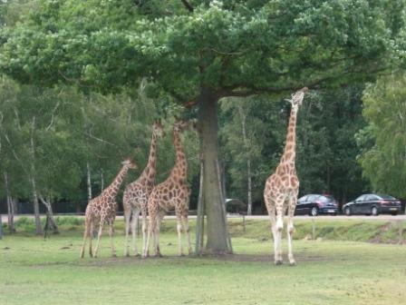 Les girafes de Thoiry