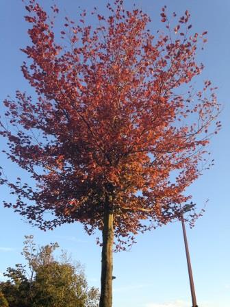 Un arbre aux couleurs de l'automne