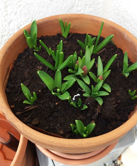 Bulbes-Jacinthes-Loin-de-Zanzibar