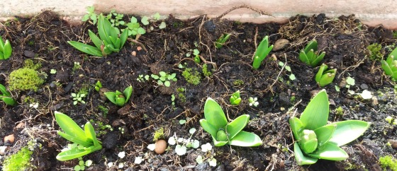 Bulbes-dans-ma-jardinière