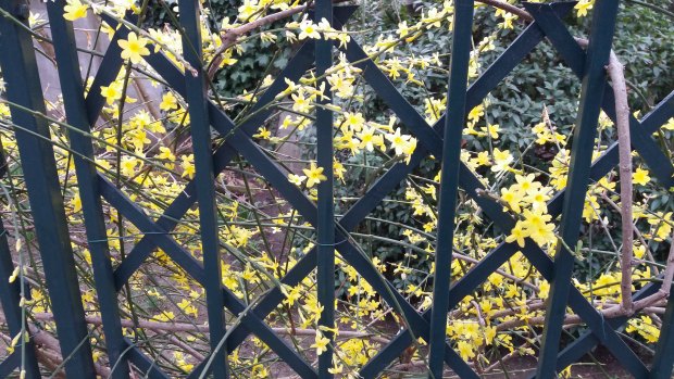 fleurs-jaunes-loin-de-Zanzibar