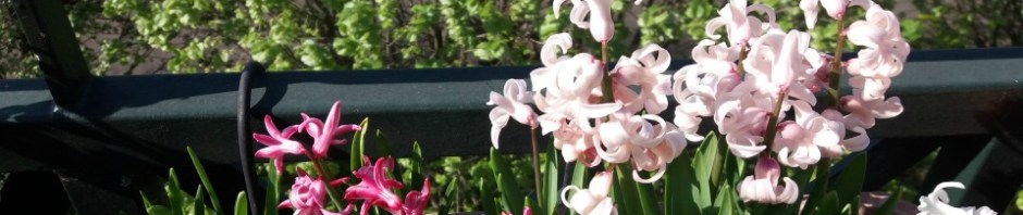 Jacinthes-Loin-de-Zanzibar