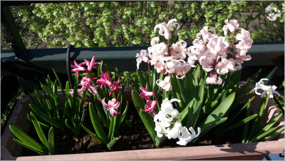 Jacinthes-Loin-de-Zanzibar