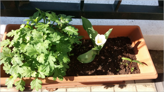 Tulipe-Loin-de-Zanzibar