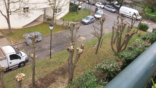 Taille des tilleuls